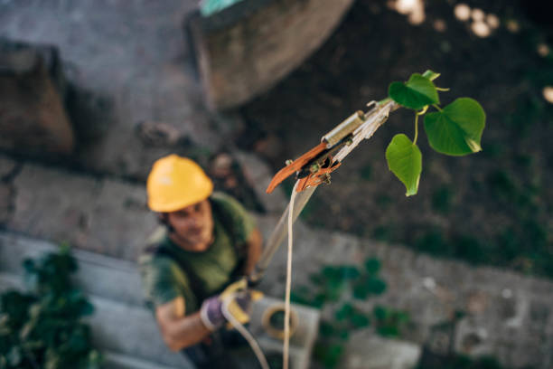  Priest River, ID Tree Removal Pros