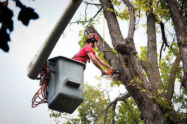 Best Tree Disease Treatment  in Priest River, ID