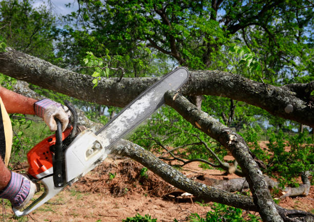 Best Commercial Tree Services  in Priest River, ID