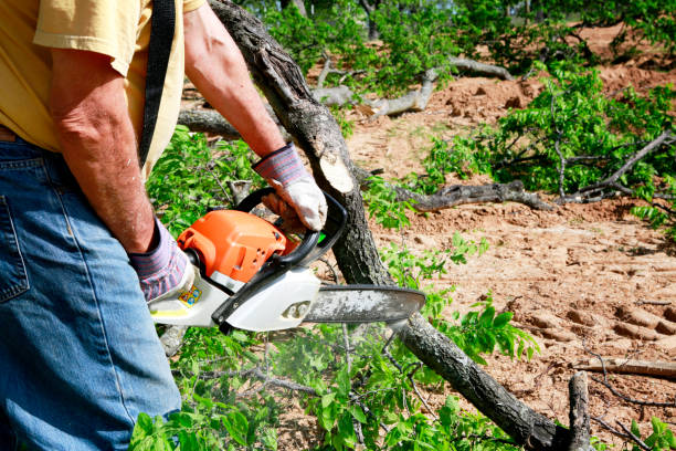 Reliable Priest River, ID Tree Removal Solutions