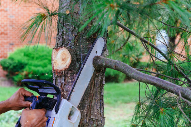 How Our Tree Care Process Works  in  Priest River, ID